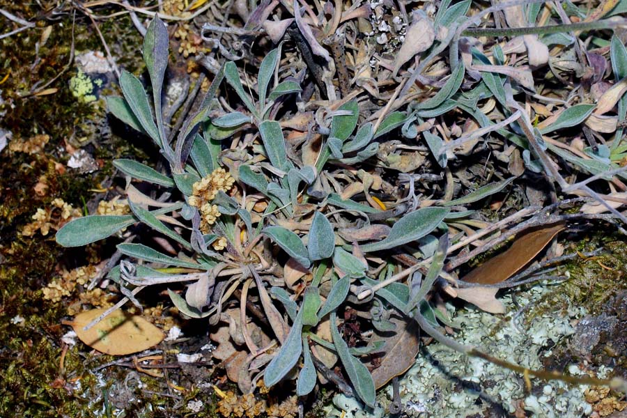 Silene nodulosa